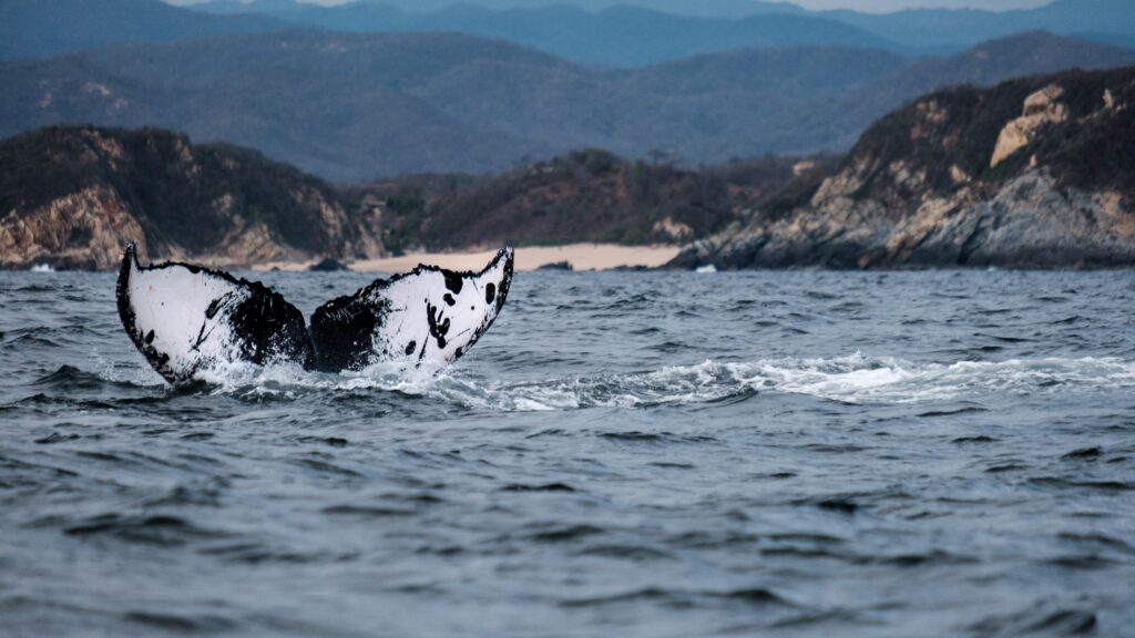 The importance of the ocean