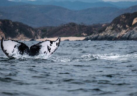 The importance of the ocean